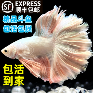 顺丰泰国斗鱼活体半月纯白超美狮王马尾热带鱼泰斗淡水耐养观赏鱼