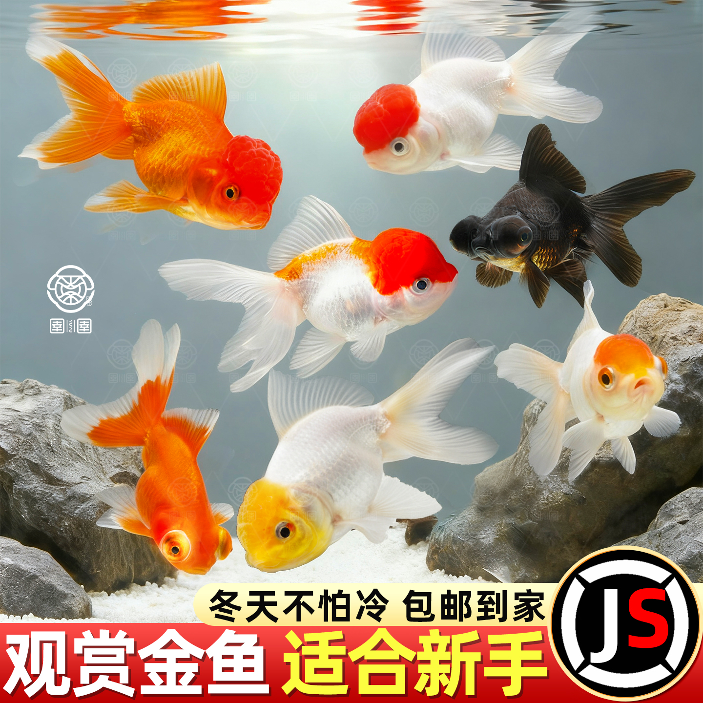 金鱼活鱼冷水观赏鱼鸿运当头国狮鱼小型好养耐活冬季淡水小鱼苗