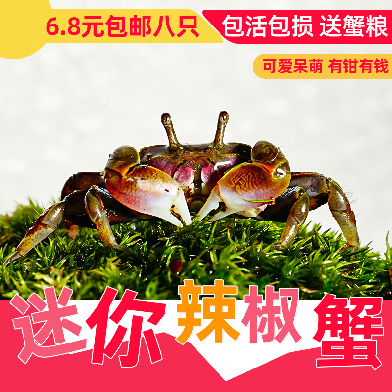 送饲料辣椒蟹迷你宠物鱼缸观赏蟹淡水爬宠专用缸深水养除藻小螃蟹