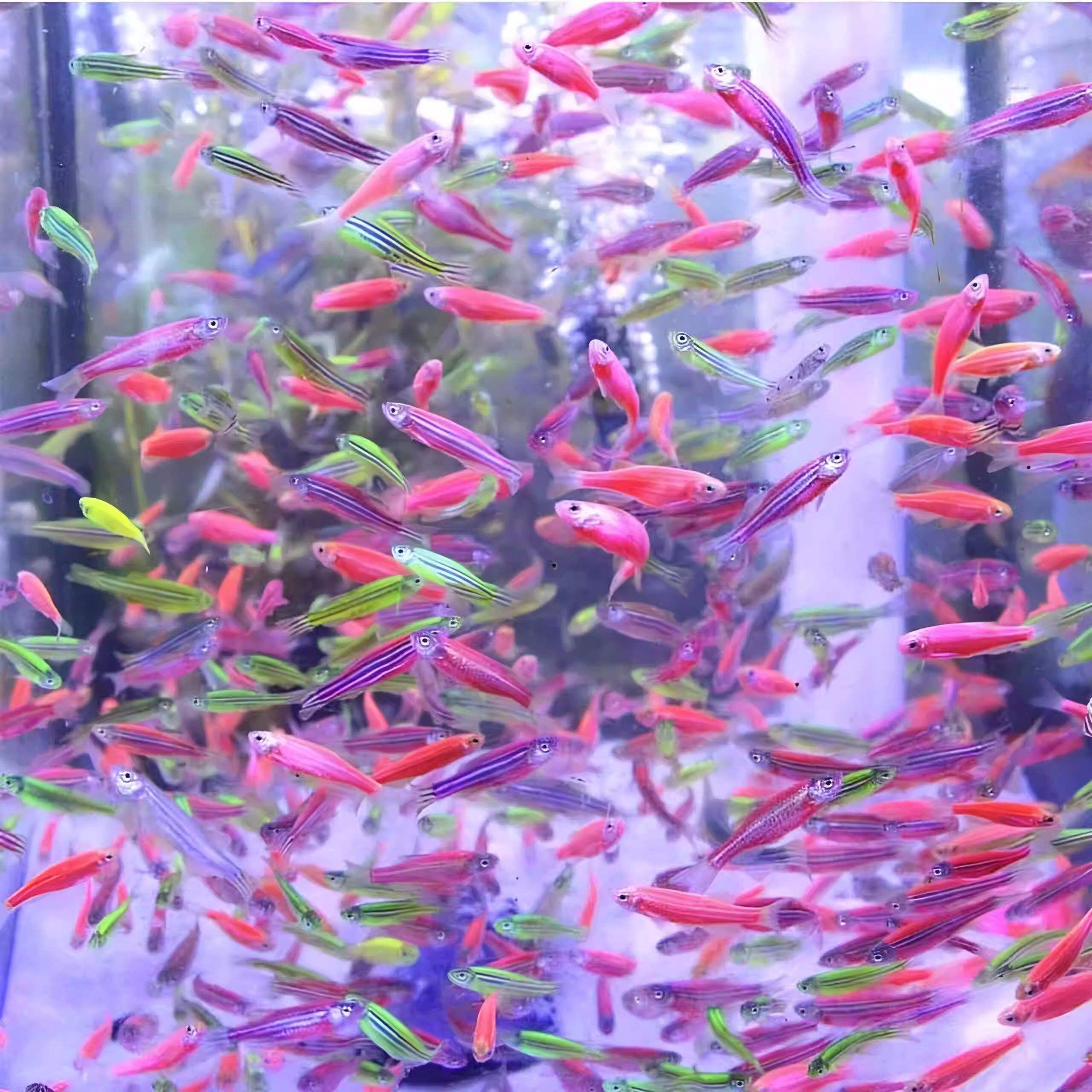 灯科鱼斑马鱼活体冷淡水新练手好养红绿宝莲灯小型热带观赏金鱼苗