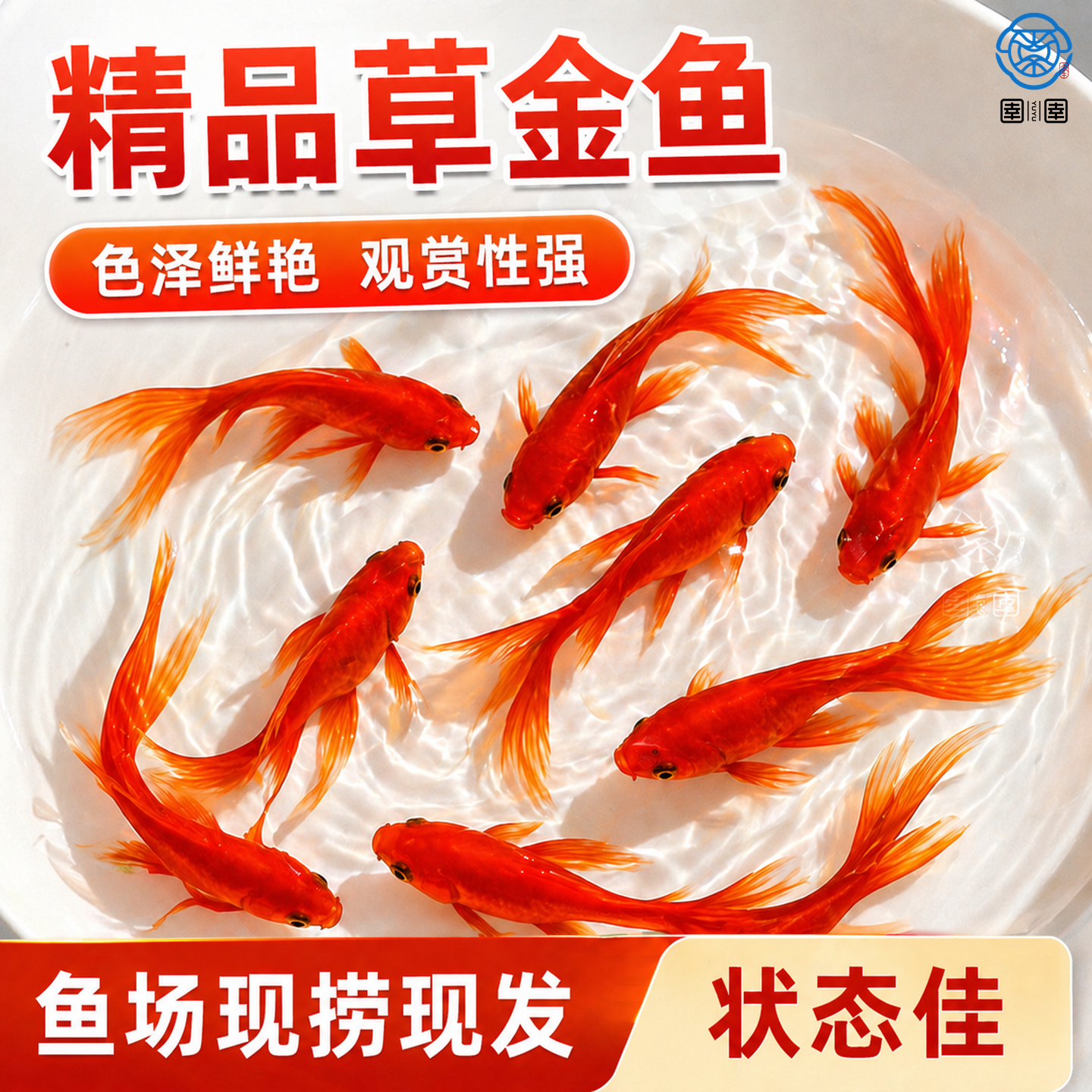 草金鱼活鱼锦鲤鱼苗观赏鱼淡水鱼冷水鱼小型耐活活体小金鱼红草金