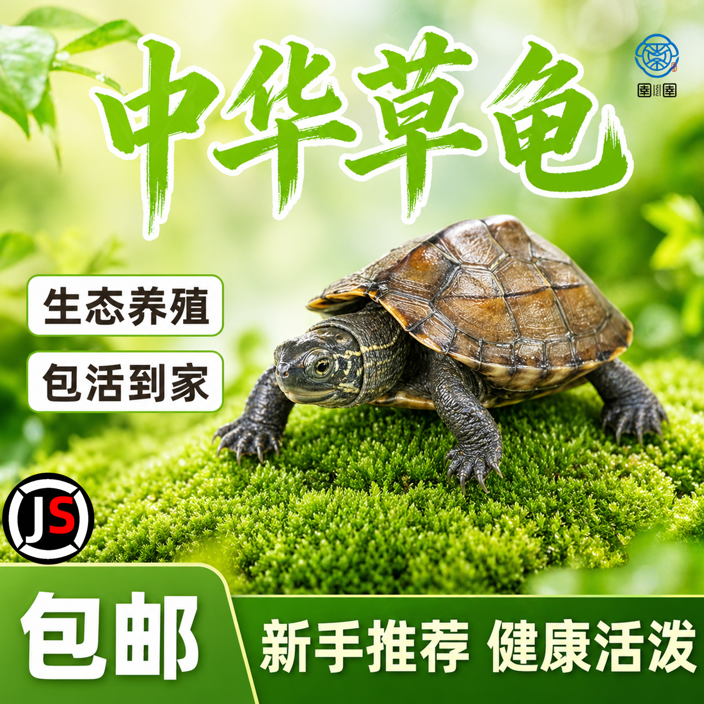中华草龟观赏龟活物外塘精品草龟包活长寿龟墨龟金线龟宠物小乌龟