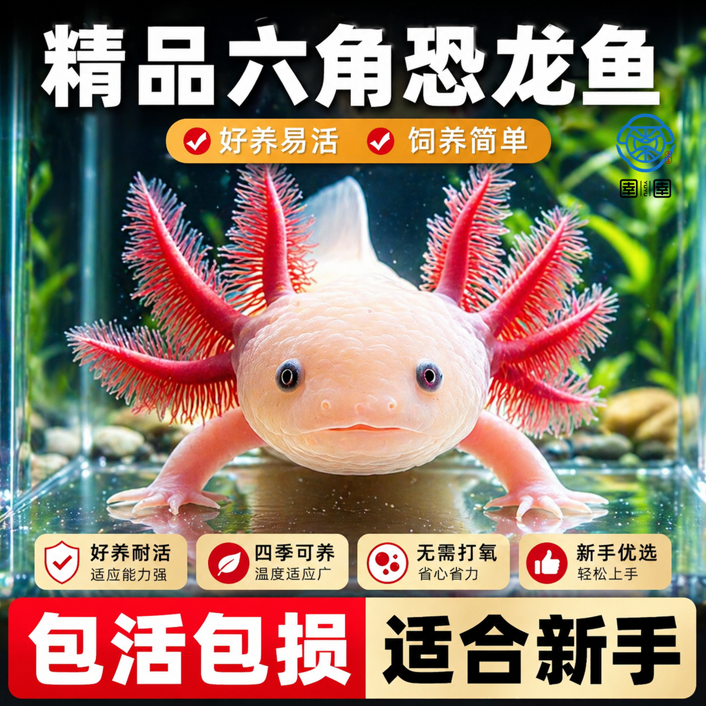 六角恐龙鱼冷水鱼观赏鱼蝾螈美西螈活体六角龙淡水好养易活宠物鱼