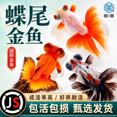 精品蝶尾金鱼活鱼红白包金大眼龙睛观赏鱼冷水鱼好养耐活兰寿泰狮
