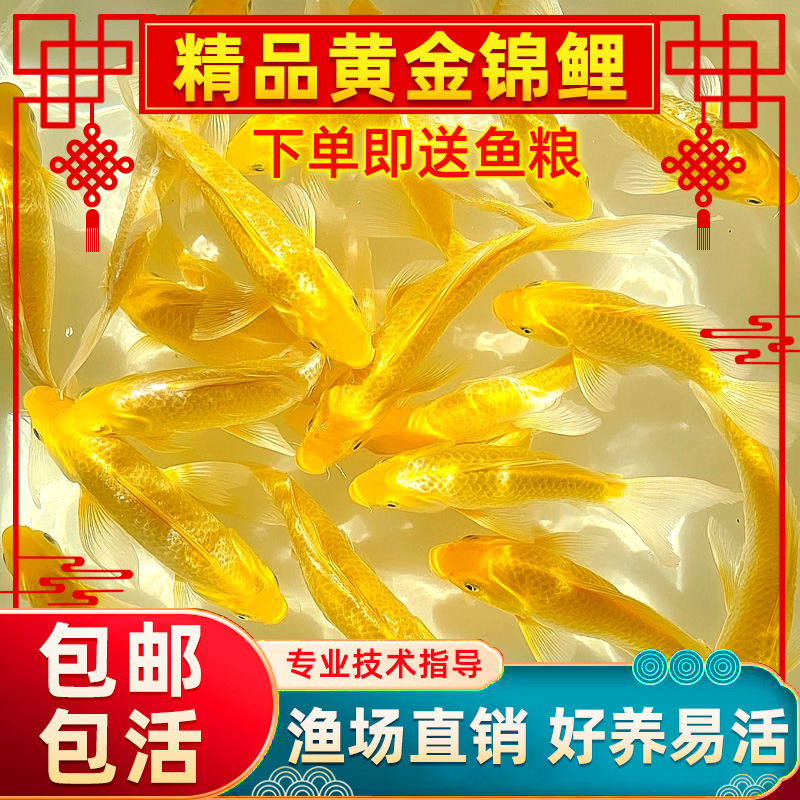 黄金锦鲤观赏鱼金鱼活鱼草金活体小型冷水淡水鱼好养耐活锦鲤鱼苗