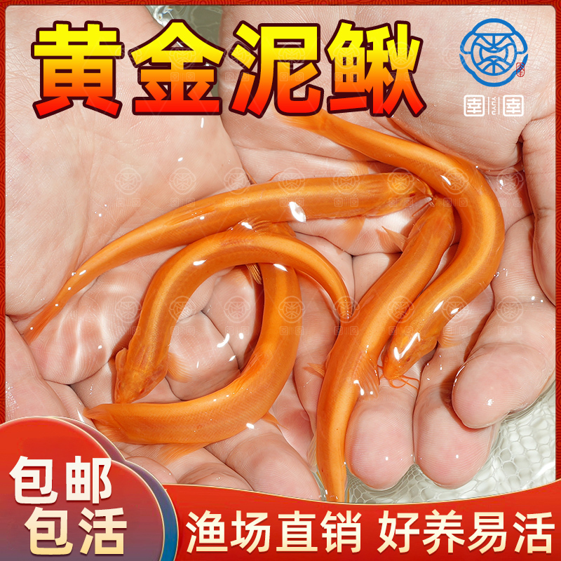 黄金泥鳅冷水观赏鱼鱼缸清道夫除藻鱼屎粪便清洁工具鱼好养耐活鱼