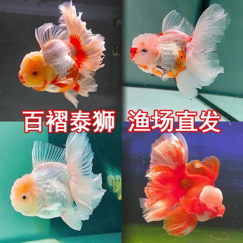 泰狮金鱼活鱼菠萝狮子头金鱼自来水好养耐活鱼冷水观赏鱼百褶泰狮