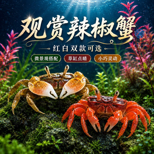 迷你辣椒蟹观赏蟹宠物螃蟹淡水鱼缸除藻吃粪便清洁工具深水小螃蟹