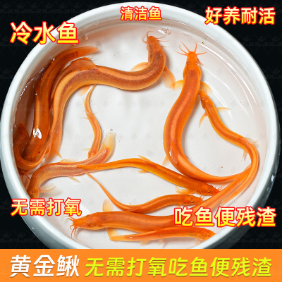 黄金泥鳅冷水清道夫鱼缸除藻清洁工具鱼新练手活鱼观赏鱼小金鱼苗