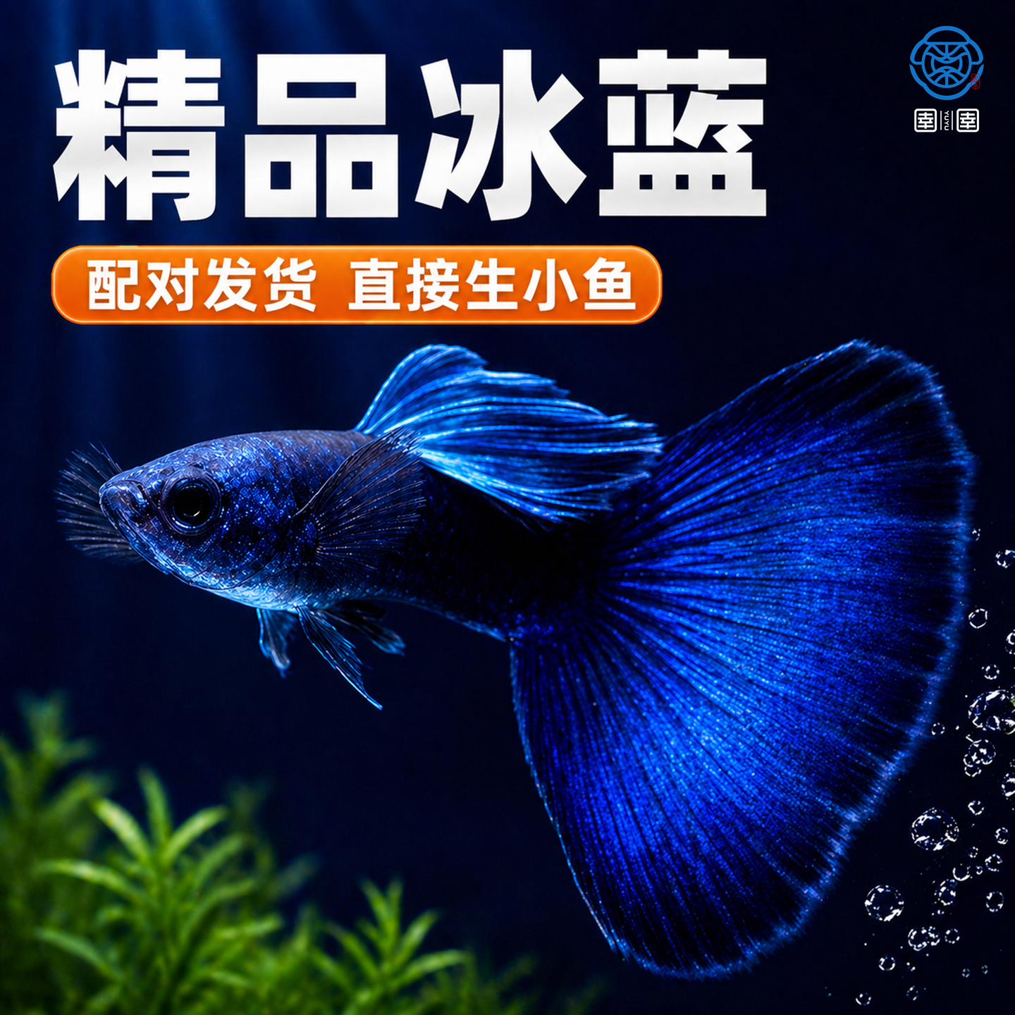 冰蓝孔雀鱼凤尾淡水易繁殖耐活体好养热带鱼纯种小型观赏鱼鱼苗