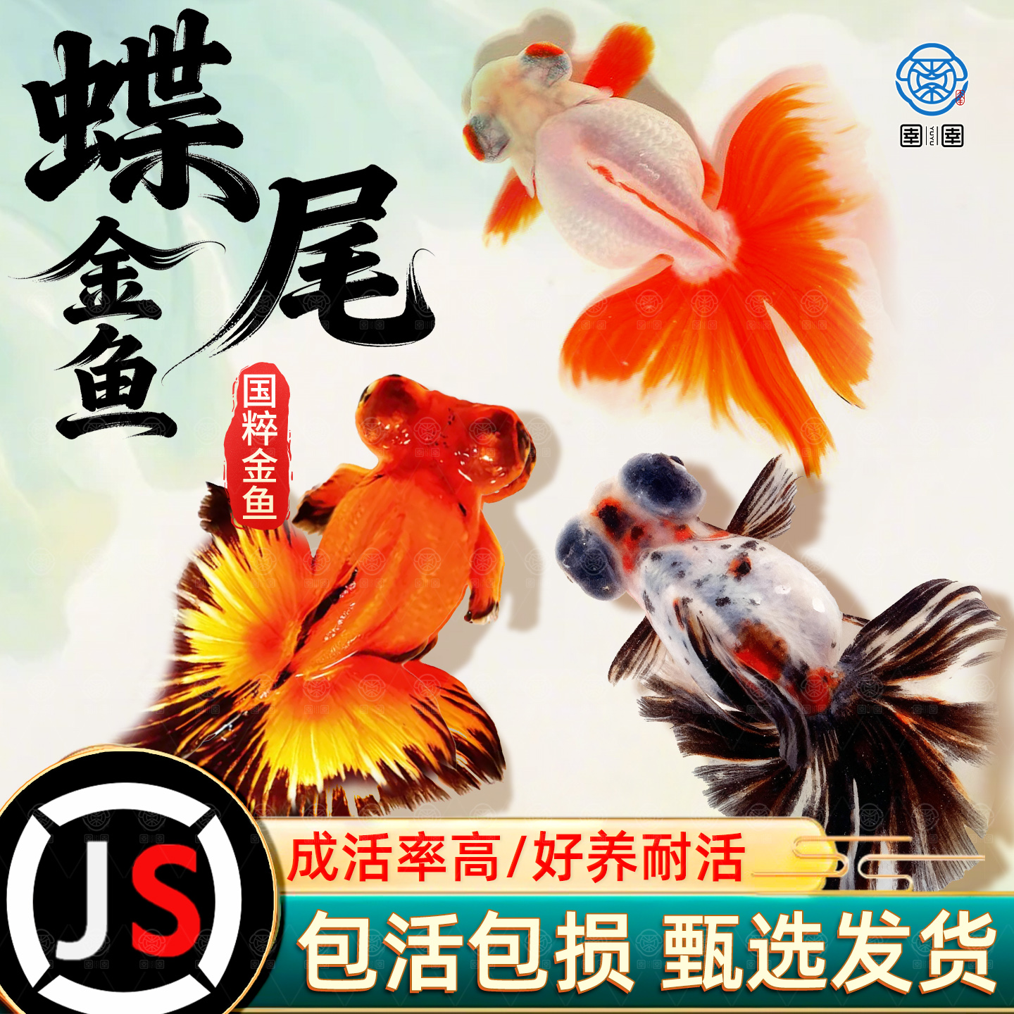 精品蝶尾金鱼活鱼红白包金大眼龙睛观赏鱼冷水鱼好养耐活兰寿泰狮