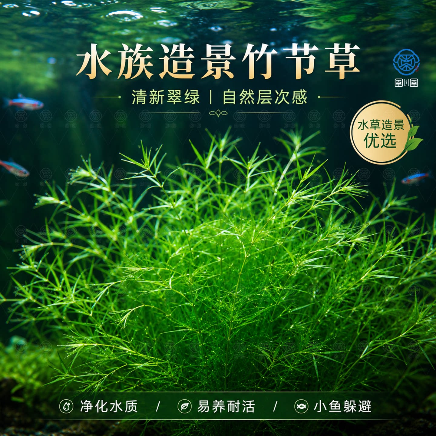 水草印度小竹节草好养植物鱼缸水族箱装饰造景绿菊蜈蚣草净水真草