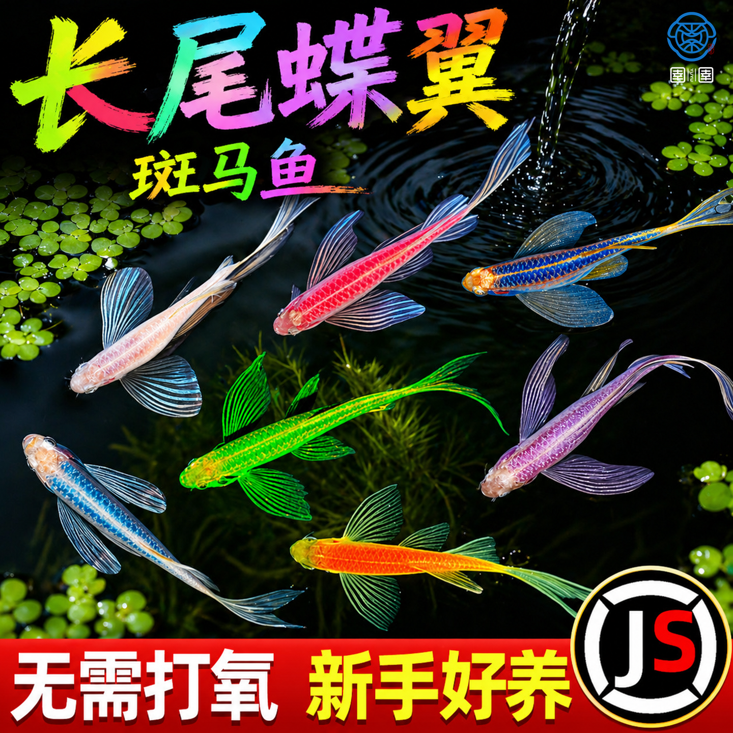 蝶翼斑马鱼长尾长鳍大帆翡翠绿观赏鱼龙凤冷水小型淡水好养小活鱼