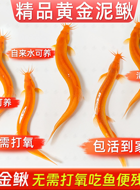 黄金泥鳅冷水观赏鱼金龙鳅鱼缸清道夫淡水好养耐活除藻清洁工具鱼