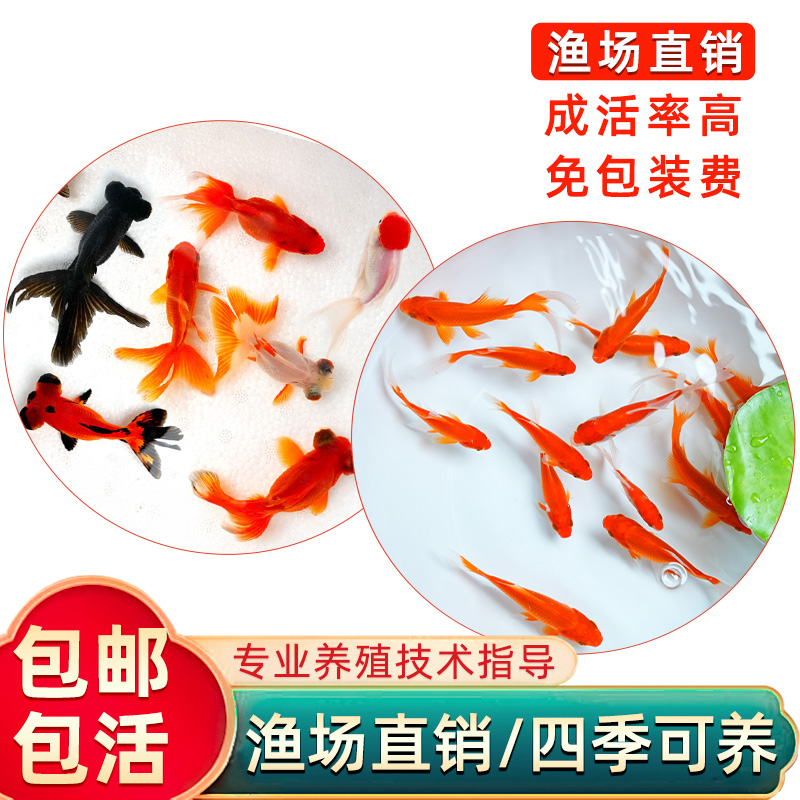 包活金鱼活鱼观赏鱼草金鱼小金鱼苗小型淡水冷水鱼好养耐活闯缸鱼