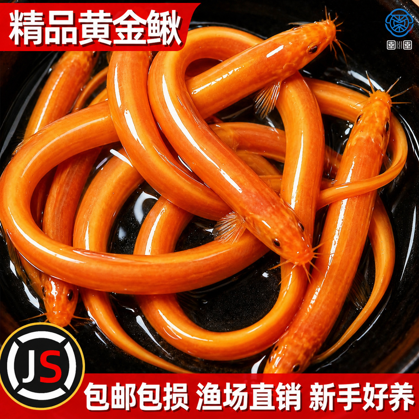 黄金泥鳅冷水清道夫鱼缸除藻清洁工具鱼新练手活鱼观赏鱼小金鱼苗
