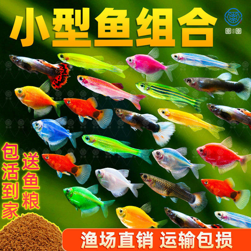 小型热带观赏鱼孔雀鱼凤尾天使斑马活体淡水鱼易繁殖好养耐活金鱼,宠物/宠物食品及用品,鱼,淘宝优惠券,粉丝福利购,淘宝优惠卷