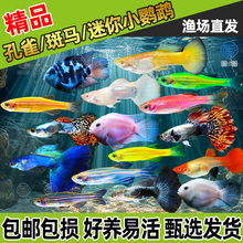 热带观赏鱼孔雀鱼斑马鱼灯科鱼迷你鹦鹉鱼小型热带鱼淡水好养活鱼