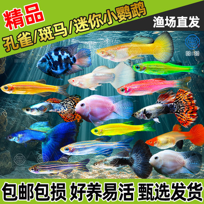 热带观赏鱼孔雀鱼斑马鱼灯科鱼迷你鹦鹉鱼小型热带鱼淡水好养活鱼