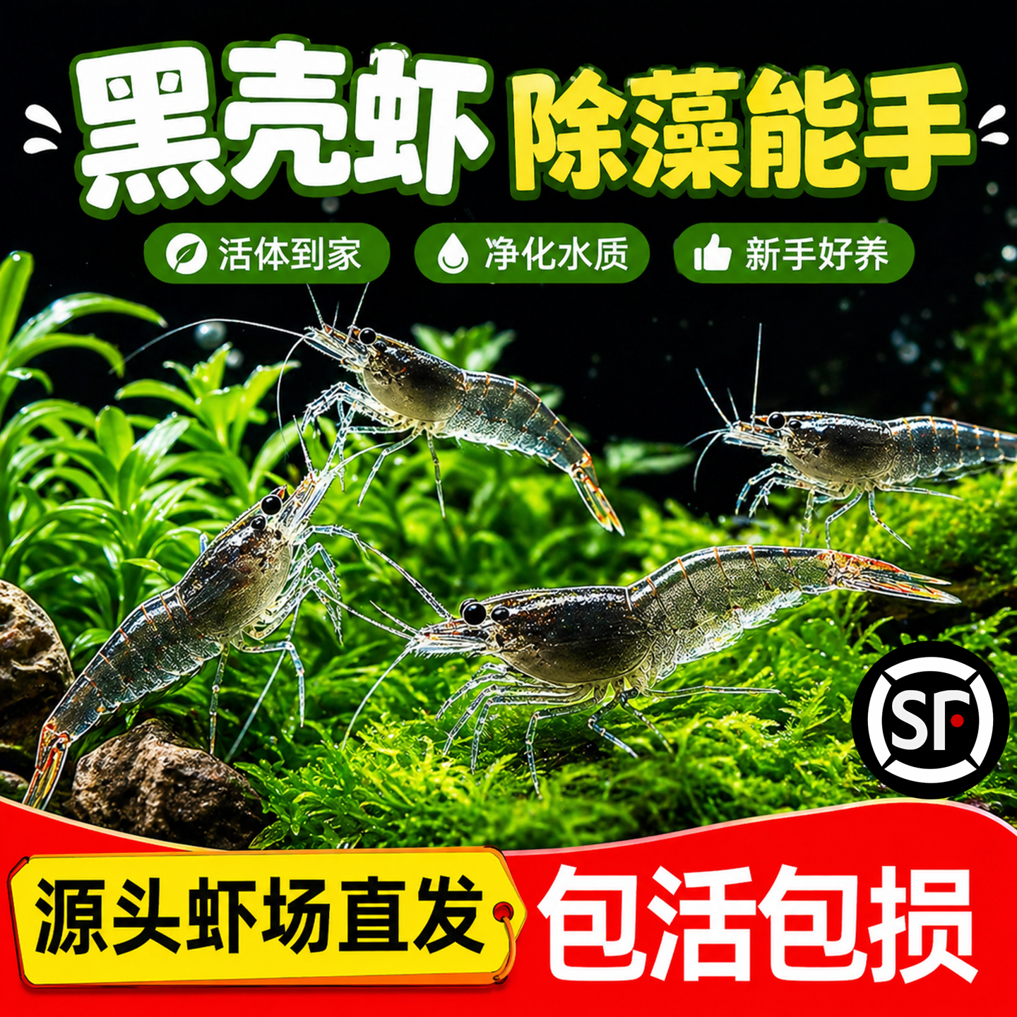 顺丰黑壳虾除藻观赏虾活虾淡水活体饲料草缸清洁好养造景缸工具虾