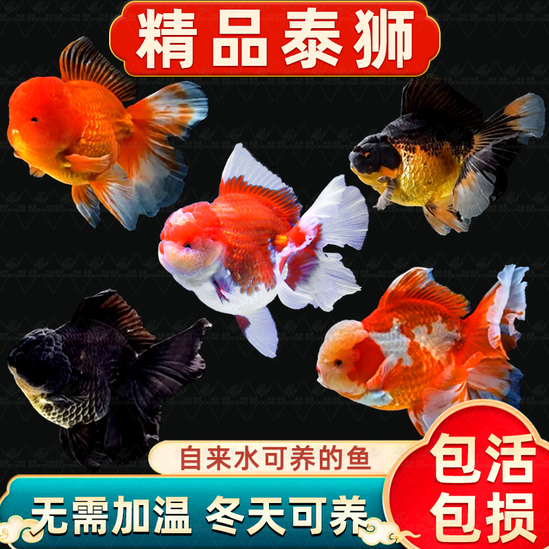 泰狮金鱼兰寿金鱼活鱼百褶泰狮好养淡水冷水观赏鱼苗招财波妞金鱼