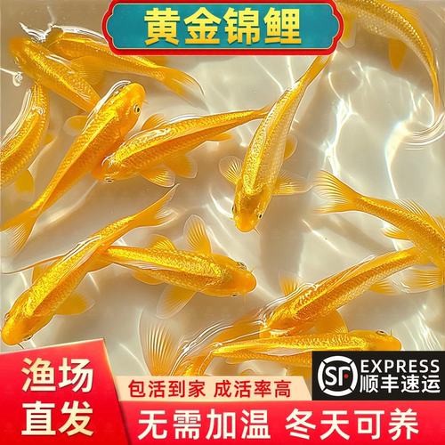 黄金锦鲤观赏鱼鱼金鱼活鱼自来水好养耐活冷水鱼活体龙凤草金鱼苗