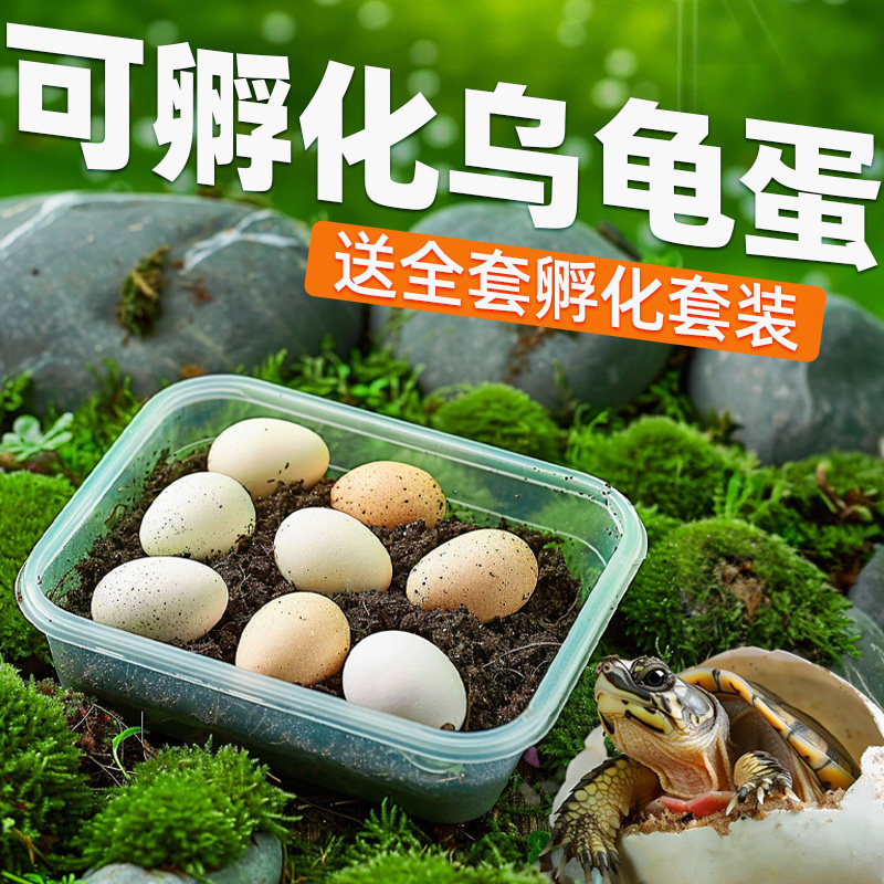 可孵化乌龟蛋套装受精乌龟蛋活体家养中华草龟墨龟活物巴西龟鳄龟