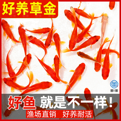 草金鱼观赏鱼金鱼活鱼小鱼苗冷水鱼淡水鱼活体好养耐活锦鲫饲料鱼