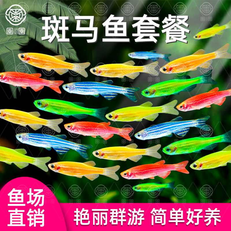 好养耐活斑马鱼热带观赏鱼孔雀鱼红绿灯鱼淡水金鱼苗小型灯科小鱼