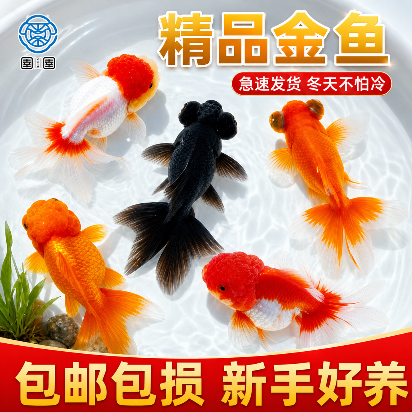 金鱼活鱼观赏鱼活体小金鱼冷水鱼好养耐活金鱼苗淡水鱼宠物鱼大型