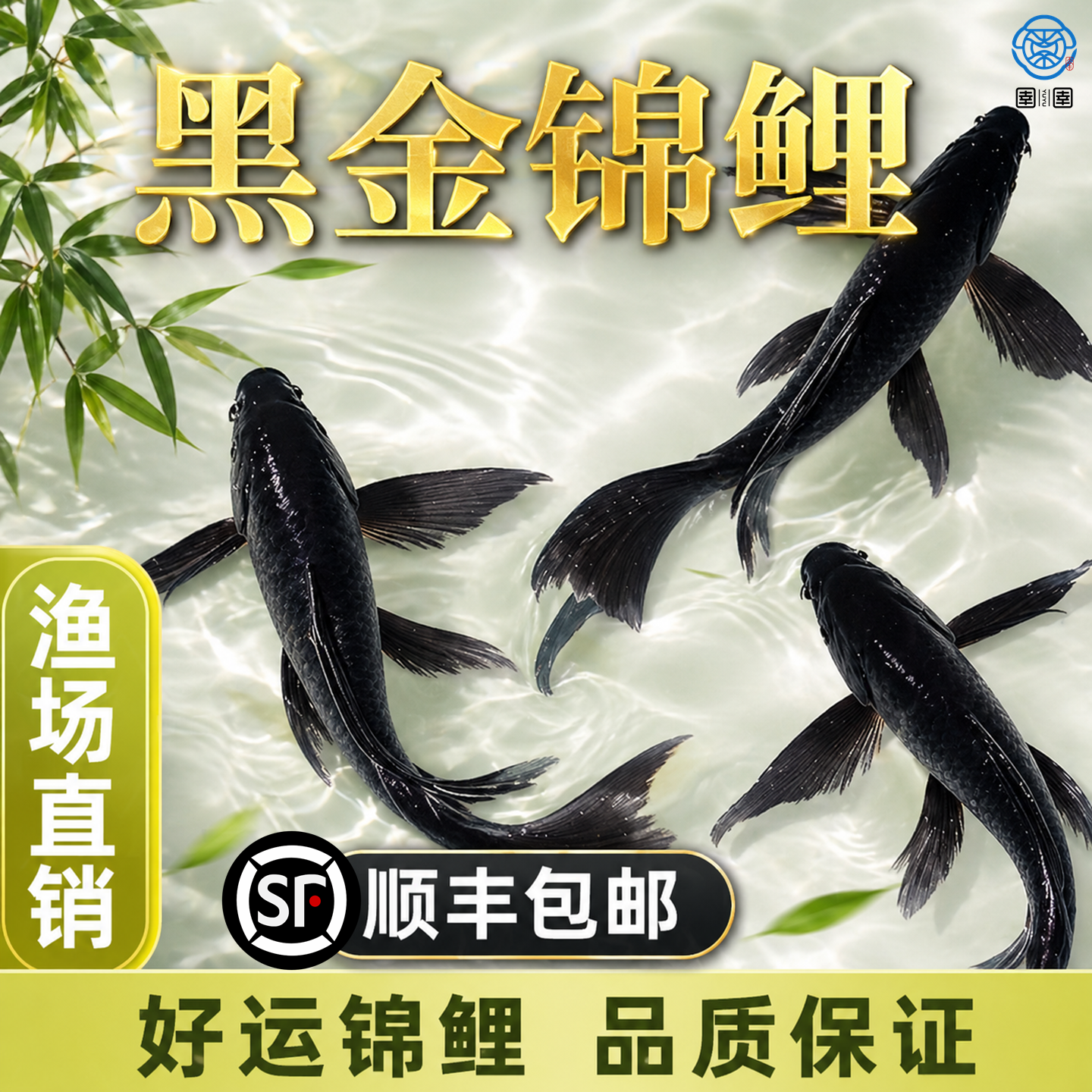 顺丰黑金锦鲤鱼观赏鱼活鱼乌金活体草金冷水好养耐活金鱼锦鲤鱼苗