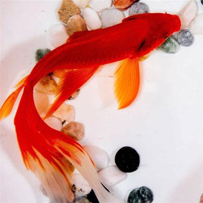长尾大红草金活体金鱼活鱼锦鲤好养淡水观赏鱼冷水淡水不加温鱼苗