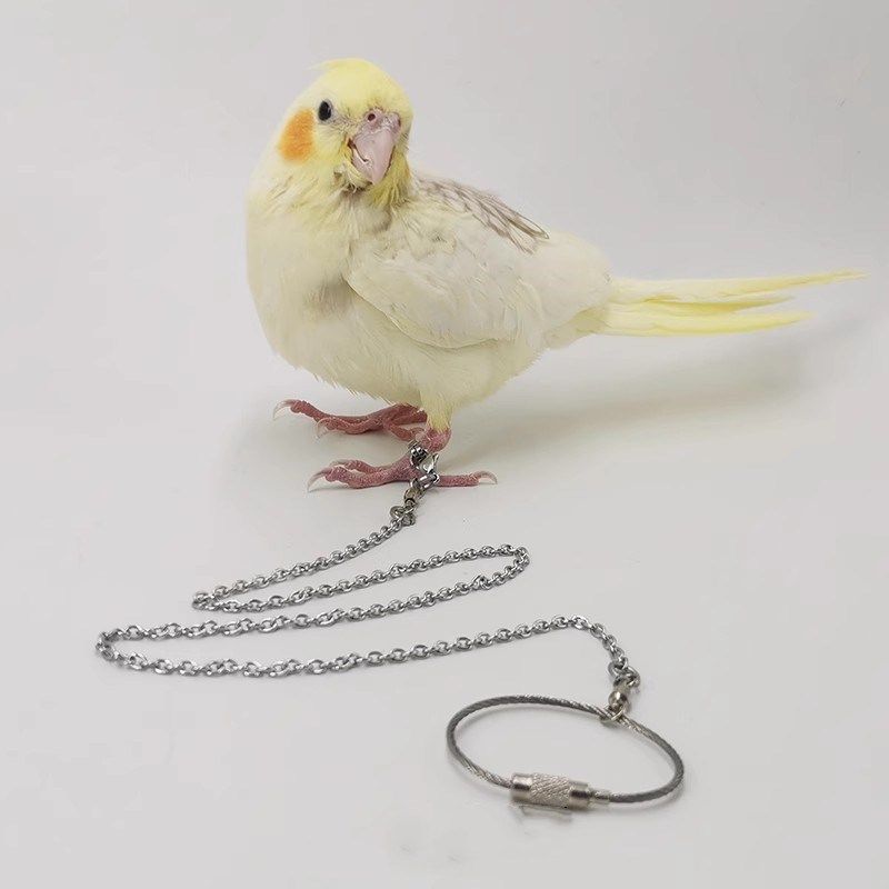 304不锈钢鹦鹉脚链鸟链子活扣高级超轻防脱扣脚环玄凤牡丹鹦鹉,宠物/宠物食品及用品,鸟用放飞绳,淘宝优惠券,粉丝福利购,淘宝优惠卷
