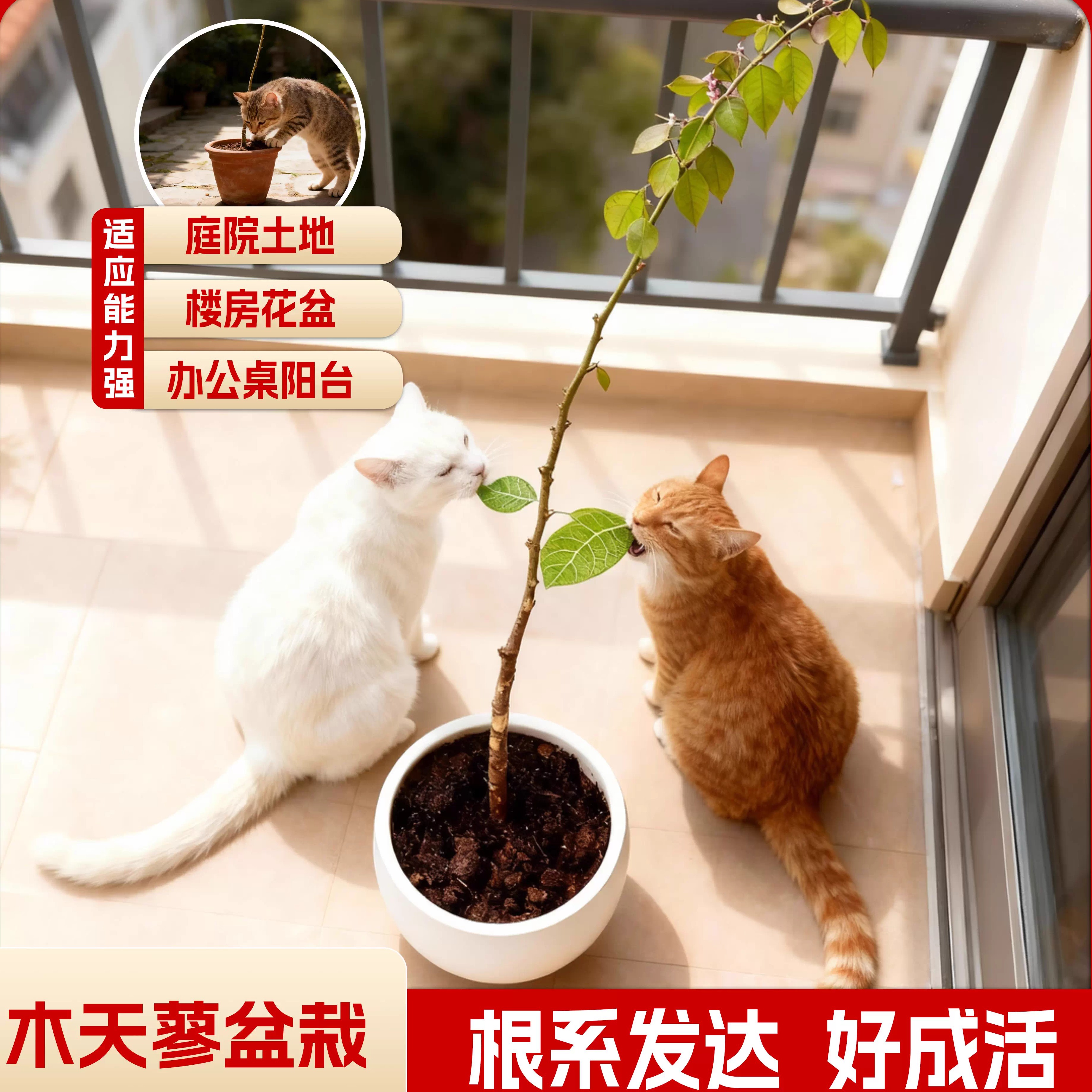 新鲜木天蓼盆栽猫咪磨牙棒