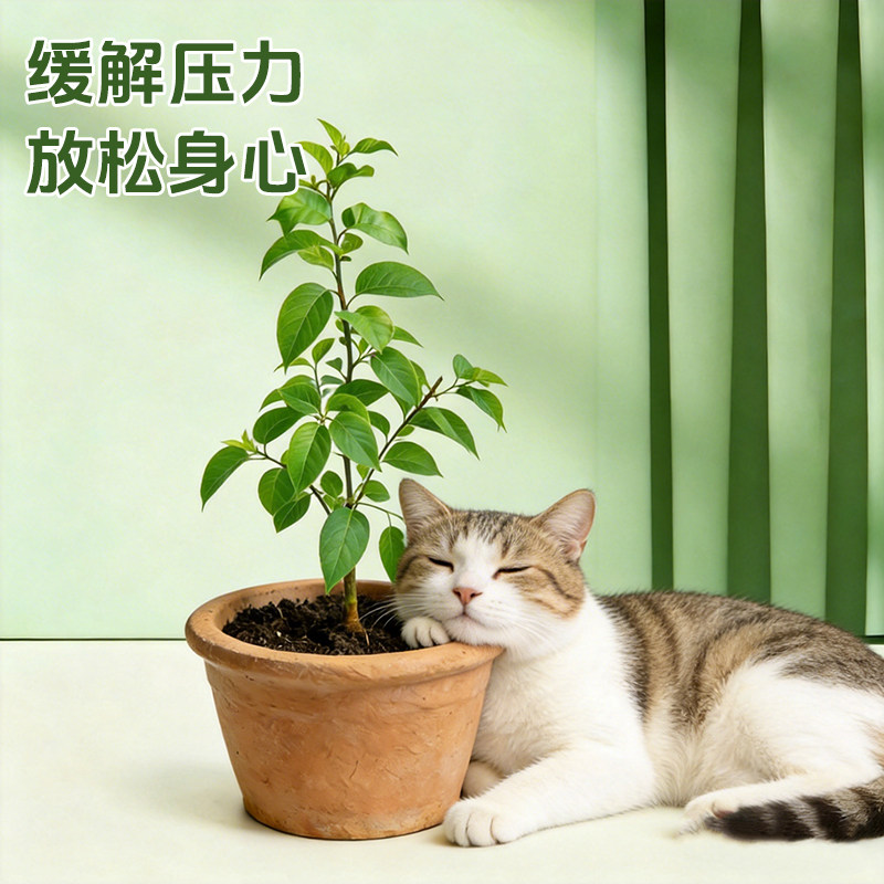 新鲜木天蓼盆栽猫咪磨牙棒树苗幼苗猫咪啃咬耐磨植物磨牙棒猫薄荷