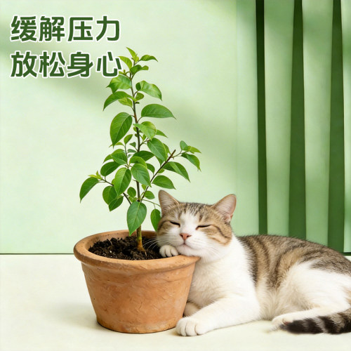 新鲜木天蓼盆栽猫咪磨牙棒