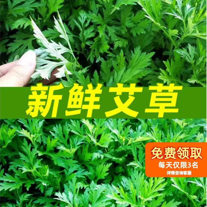 艾草新鲜食用蔬菜现摘端午草粑粑青团艾蒿艾叶新鲜艾草叶当季蔬菜