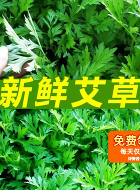 艾草新鲜食用蔬菜现摘端午草粑粑青团艾蒿艾叶新鲜艾草叶当季蔬菜
