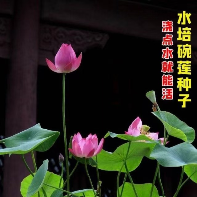 多花色水培碗莲种子已开口四季播种水培植物睡莲荷花室内绿植花卉