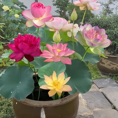 多花色水培碗莲种子已开口四季播种水培植物睡莲荷花室内绿植花卉