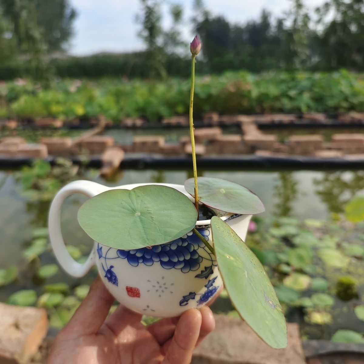 多花色水培碗莲种子已开口四季播种水培植物睡莲荷花室内绿植花卉