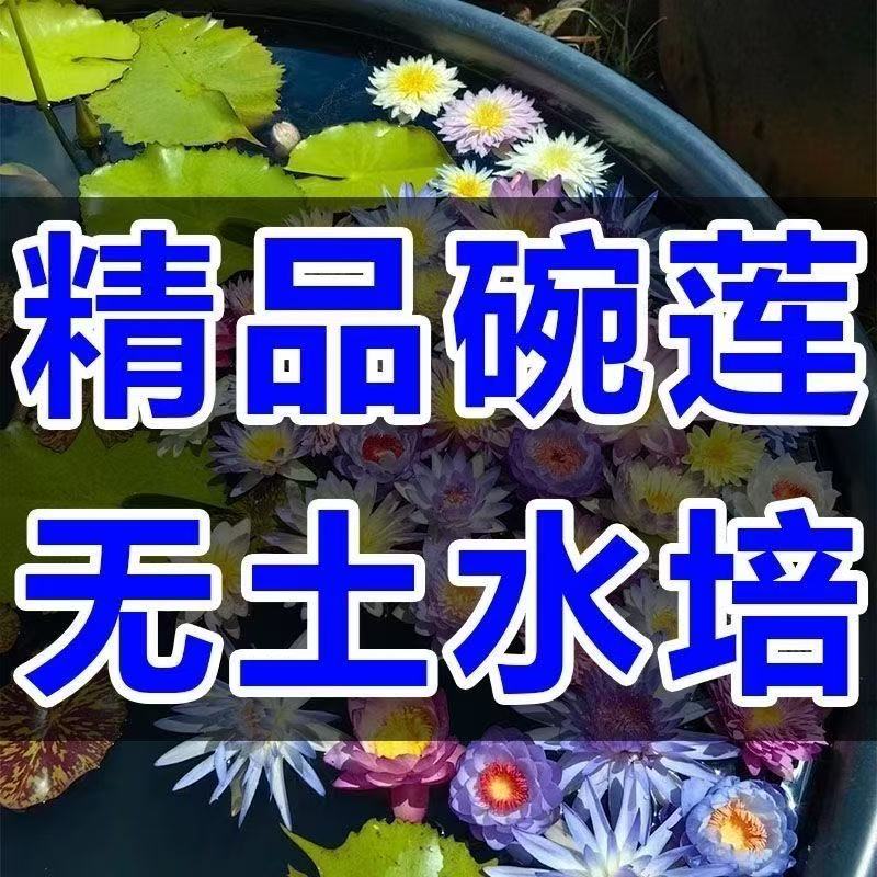 多花色水培碗莲种子已开口四季播种水培植物睡莲荷花室内绿植花卉