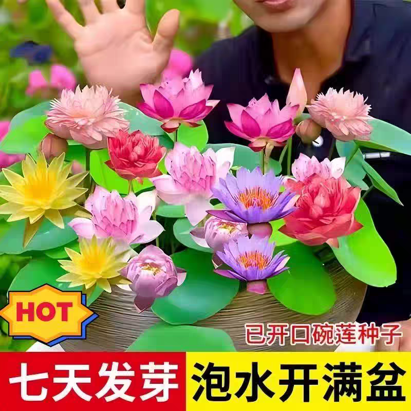 多花色水培碗莲种子已开口四季播种水培植物睡莲荷花室内绿植花卉