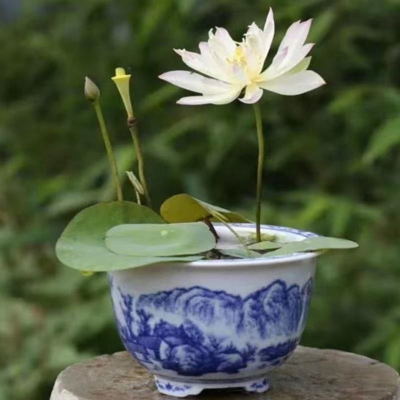 多花色水培碗莲种子已开口四季播种水培植物睡莲荷花室内绿植花卉