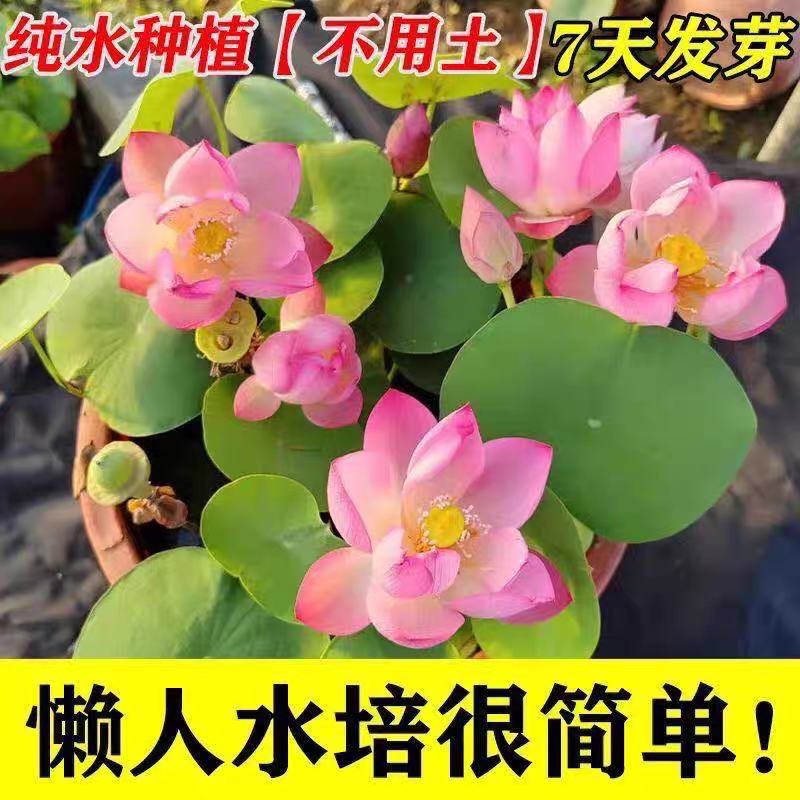 正宗水培碗莲种子迷你莲花荷花种子装饰绿植盆栽植物户外泗季开花