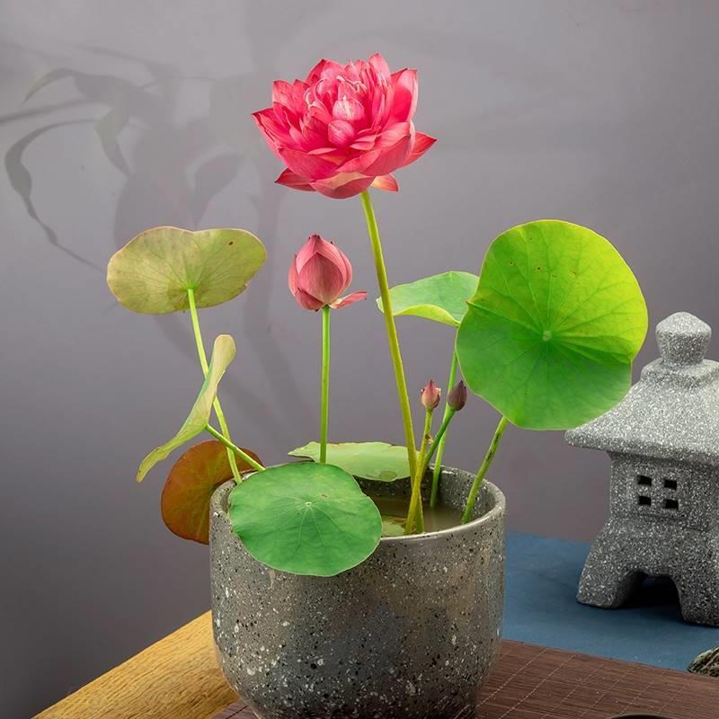 多花色水培碗莲种子已开口四季播种水培植物睡莲荷花室内绿植花卉