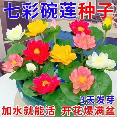 碗莲种水培花卉水养四季莲花荷花香绿植水培莲子室内好养活观赏花