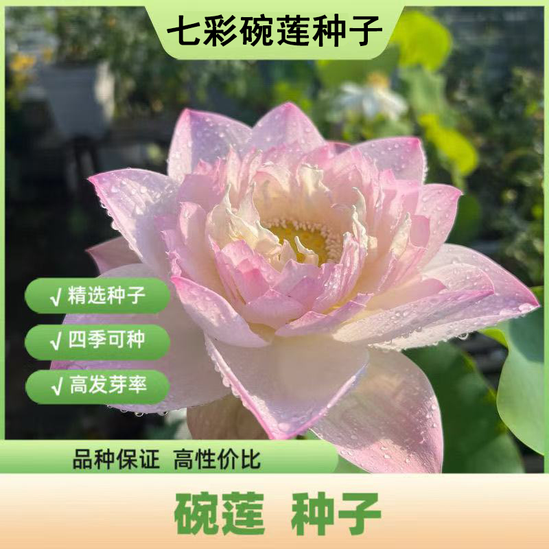 多花色水培碗莲种子已开口四季播种水培植物睡莲荷花室内绿植花卉