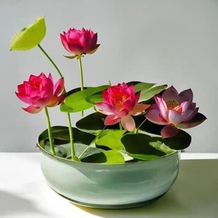 多花色水培碗莲种子已开口四季 播种水培植物睡莲荷花室内绿植花卉