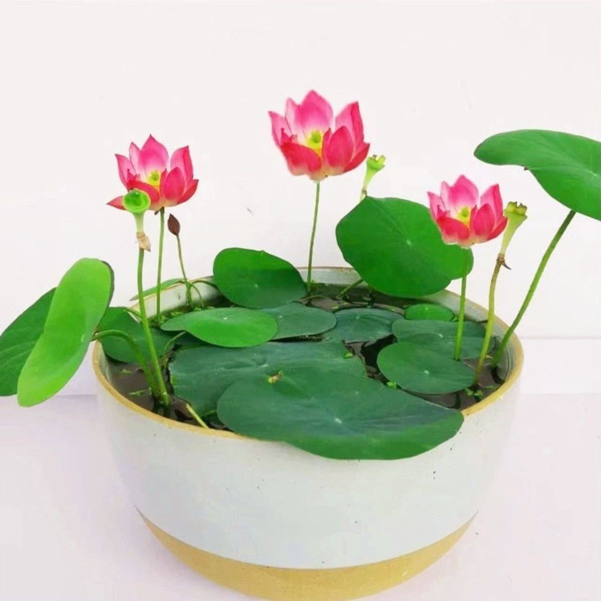 多花色水培碗莲种子已开口四季播种水培植物睡莲荷花室内绿植花卉